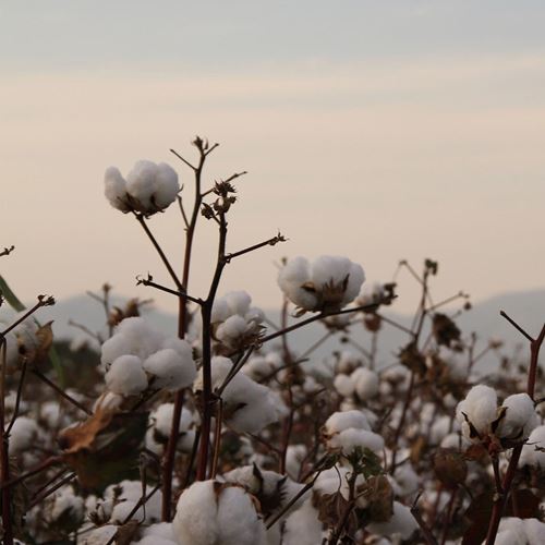 Nille Hellsenteret - Better Cotton Initative